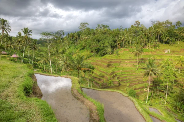 stock image Dramatic sky above palm terraces, Bali, Indonesia.