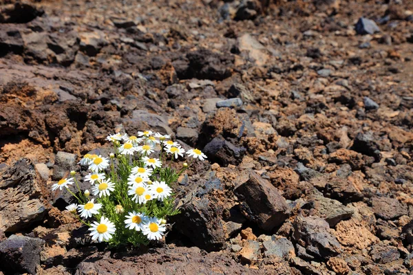 Yalnız çiçek taş volkanik çöl, el teide kurak iklim