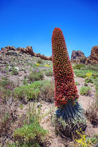 Torre de joyas (Echium wildpretii), flor endémica del islán — Foto de Stock