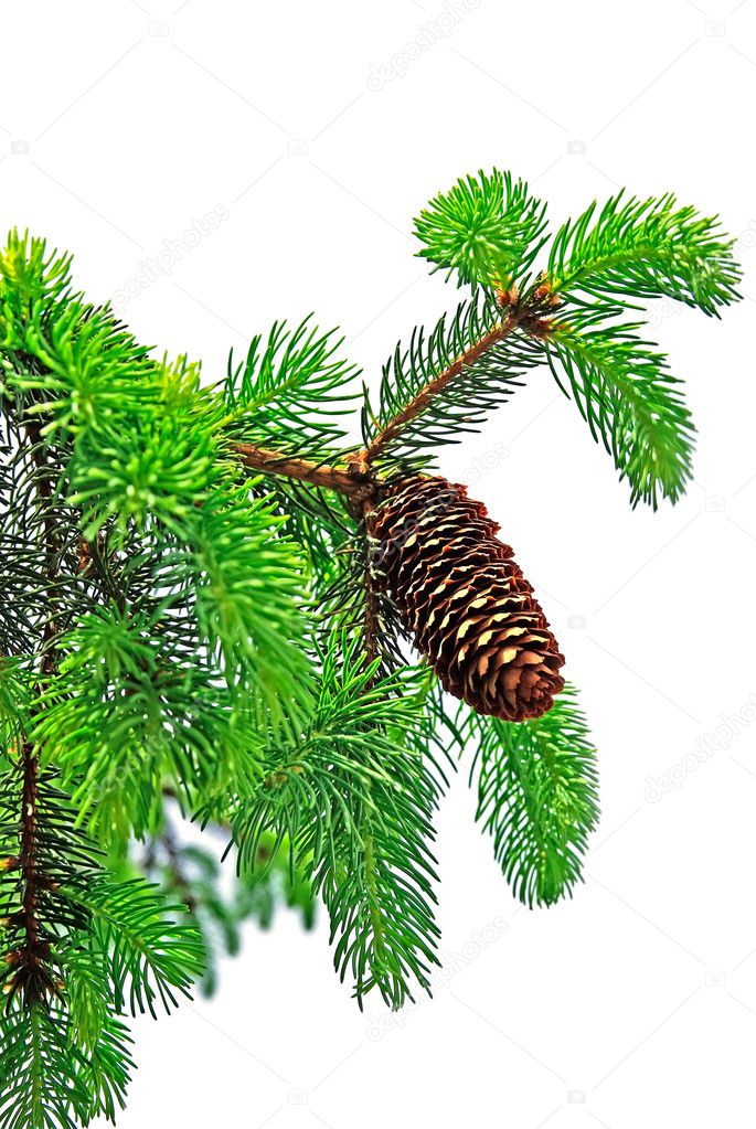 Branch of pine tree with cone isolated on white background.