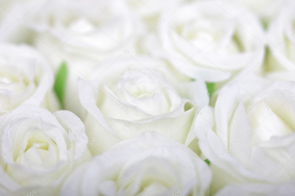 White roses flowers