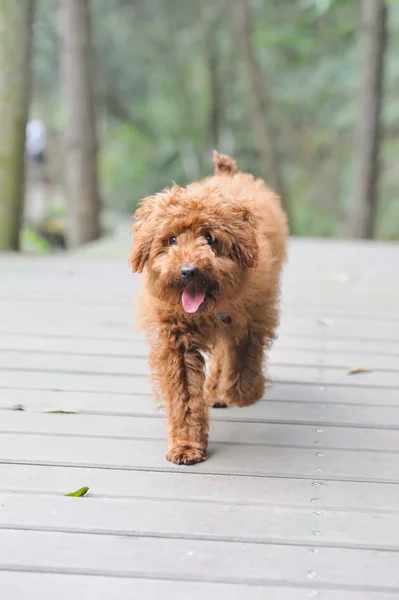プードル犬の散歩 — ストック写真