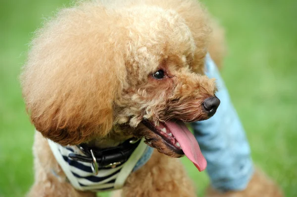 Porträtt av en brun pudel hund stående — Stockfoto