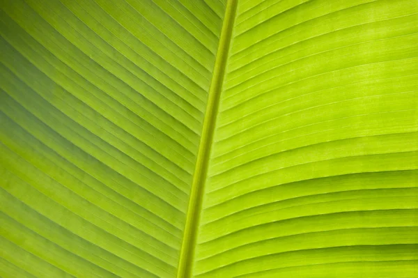 stock image Banana leaf