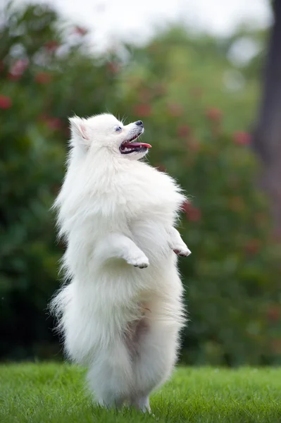 Hvit pommerhund – stockfoto