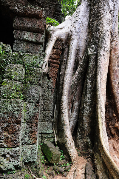 Ancient Tree and ruins of Ta Prohm Temple in the Angkor Area, Siem Reap, Cambodia