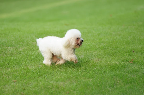 Poodle perro corriendo — Foto de Stock
