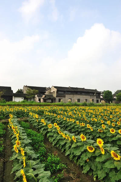 中国村附近的向日葵的字段 — 图库照片