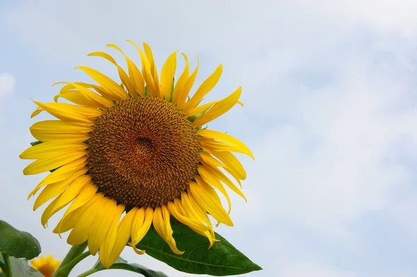 stock image Sunflower under blue sky