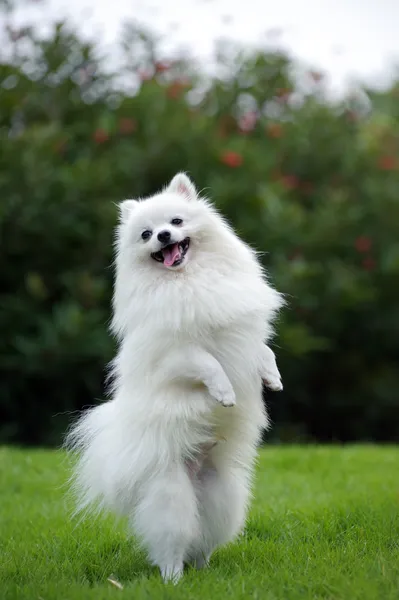 Anjing putih pomeranian — Stok Foto