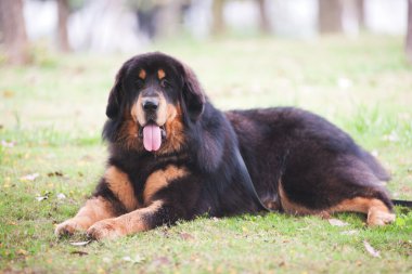 Tibetan Mastiff Dog clipart