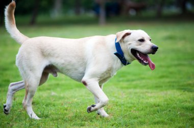 labrador köpek koşma