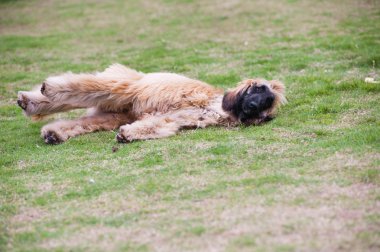 Afgan Tazısı köpek