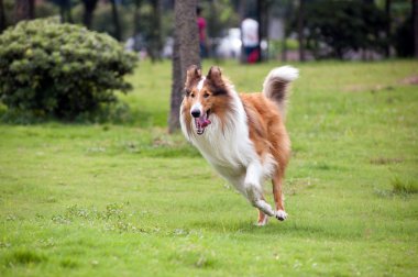 Collie dog running clipart