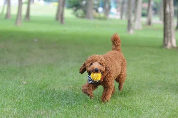 Brown cão poodle correndo — Fotografia de Stock