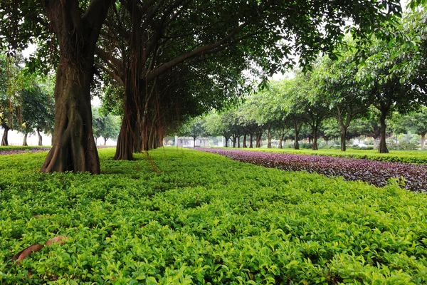 stock image Trees on urban street