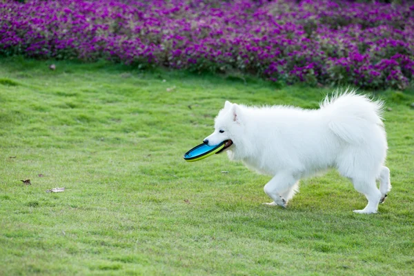 Samoyed psa działa — Zdjęcie stockowe