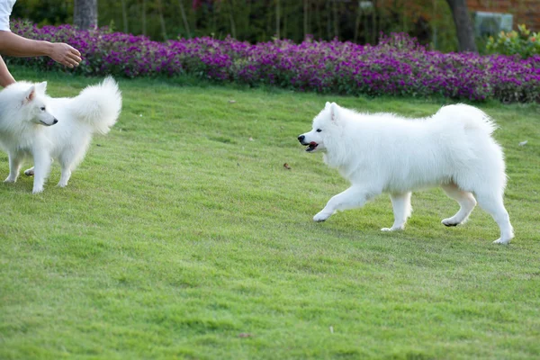 Samoyed köpek koşma — Stok fotoğraf