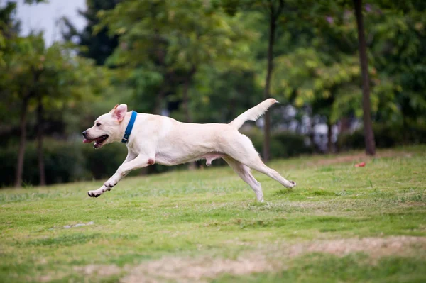 Labrador cão correndo — Fotografia de Stock