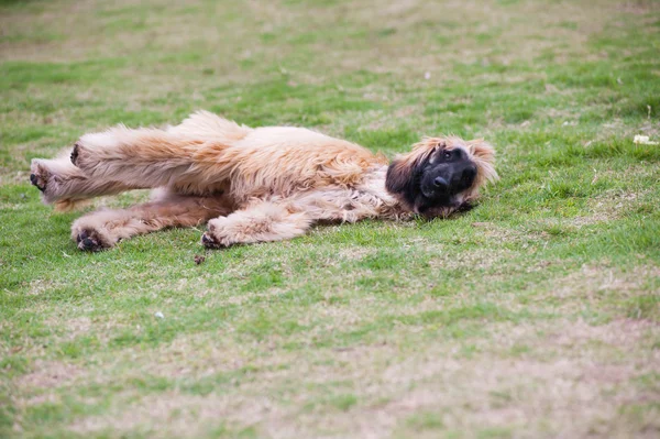 アフガンハウンド犬 — ストック写真