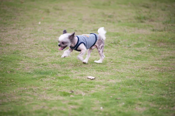 Chihuahua köpek koşma — Stok fotoğraf