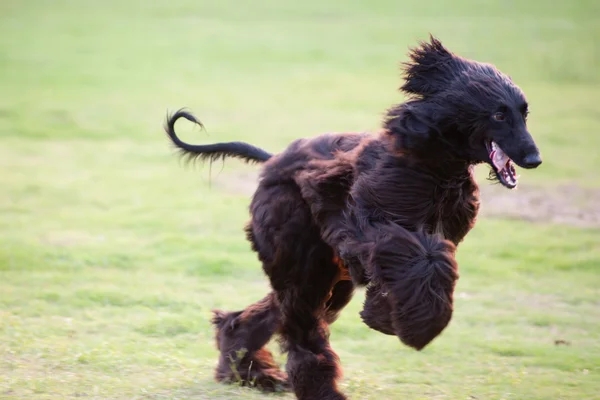 Αφγανικό λαγωνικό σκύλο που τρέχει — Φωτογραφία Αρχείου