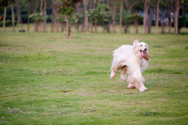 Afghan hound dog running — Stock Photo, Image