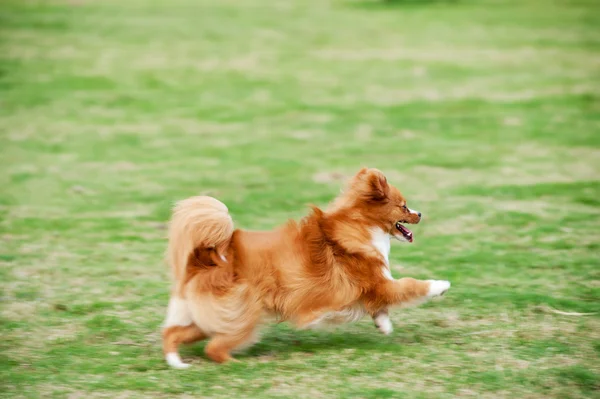 Pomeranian cão correndo — Fotografia de Stock