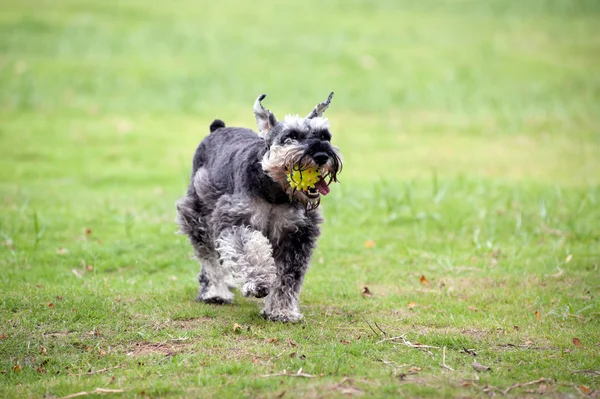 Cão Schnauzer miniatura — Fotografia de Stock
