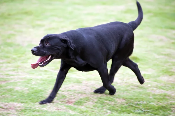 Labrador pes běží — Stock fotografie