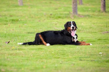 Bernese dağ köpeği