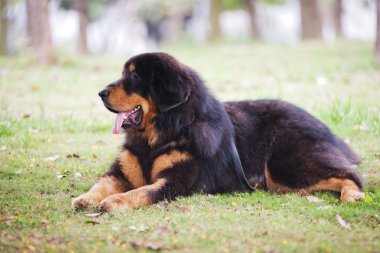 Tibetan Mastiff Dog clipart