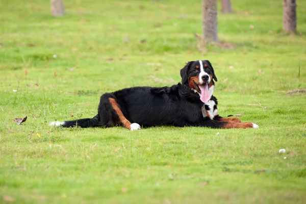 Bernese cão de montanha — Fotografia de Stock