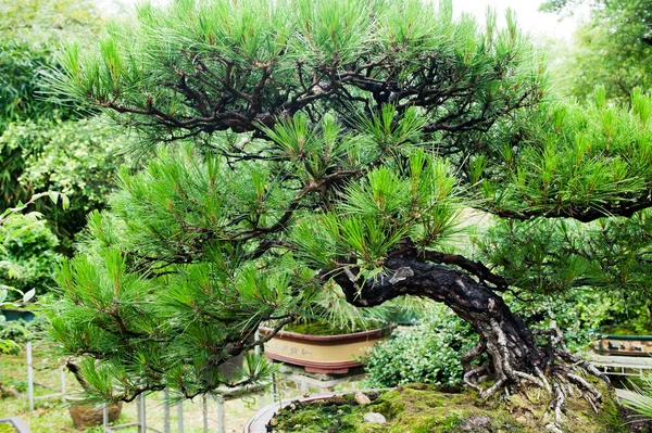 China bonsai — Stock Photo, Image