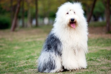 Old English sheepdog clipart