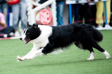 çalışan sınır collie köpek