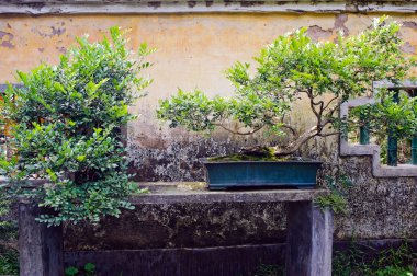 Çin bonsai