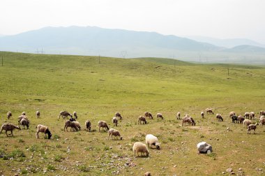 otlak keçi