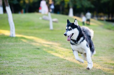 Alaskan Malamute dog running clipart