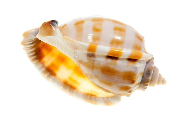 Shell — Stock Photo, Image