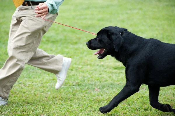 Master playing with his dog — Stock Photo, Image
