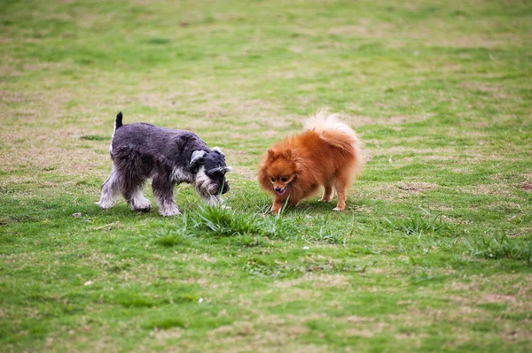 Törpe schnauzer és a Pomerániai kutya — Stock Fotó