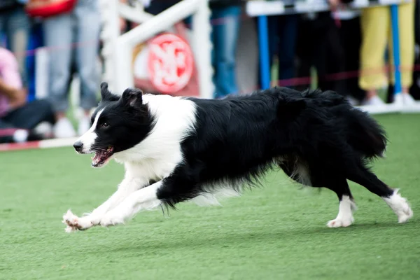 Határ skót juhászkutya kutya fut — Stock Fotó
