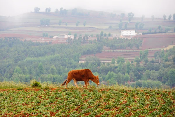 Sığır buğday alanı — Stok fotoğraf