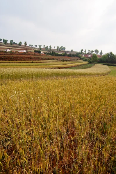 Paysage des champs de blé — Photo