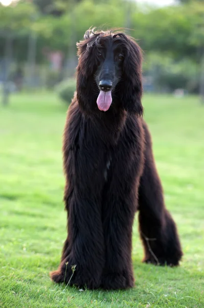 Black afghan cão cão de caça — Fotografia de Stock