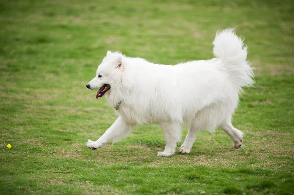 Samoyed cão correndo — Fotografia de Stock