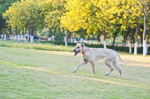 Hondenrennen — Stockfoto