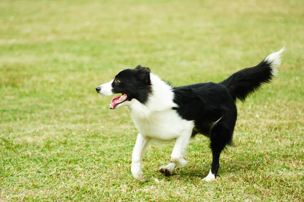 ボーダーコリー犬の実行 — ストック写真