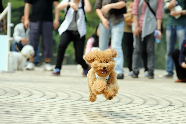 Pudl pes běží — Stock fotografie